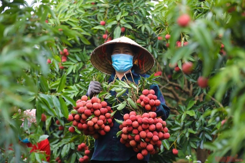 Vietnam prevé aumentar su cosecha de lichi en 2025. (Fotografía: hanoimoi.vn)