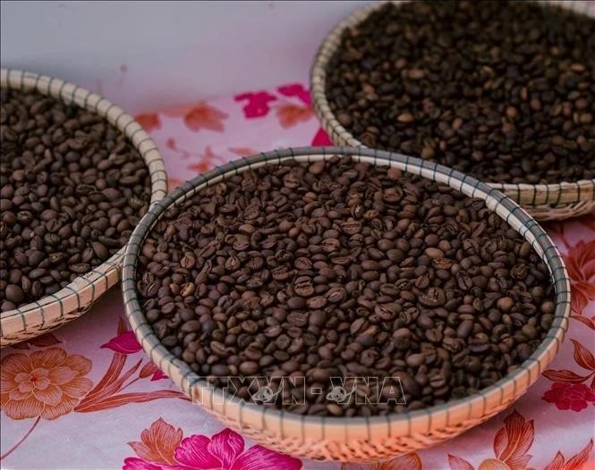 El café robusta, producto estrella de Vietnam. (Fotografía: VNA)