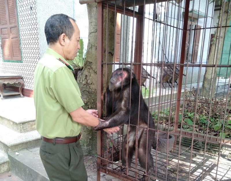 El ejemplar de macaco rabón entregado al Parque Nacional de Xuan Son. (Fotografía: baophutho.vn)