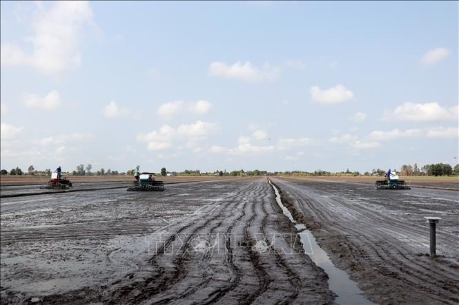 Cosecha de arroz en la provincia vietnamita de Bac Lieu. (Fotografía: VNA)