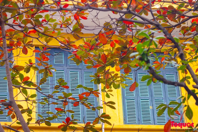 Hanói, bella y romántica en la estación del cambio de hojas del almendro 