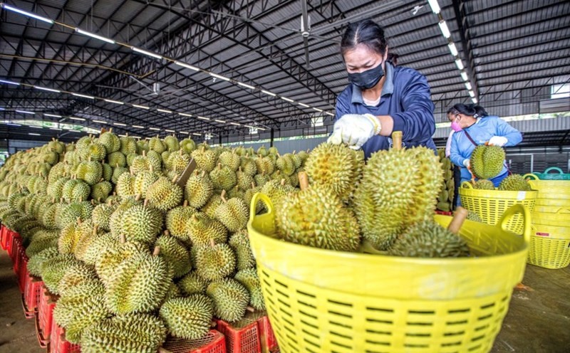 (Foto: laodong.vn)