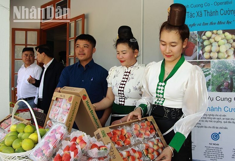 Fresas de Son La se servirán en los vuelos de Vietnam Airlines (Foto: Nhan Dan)