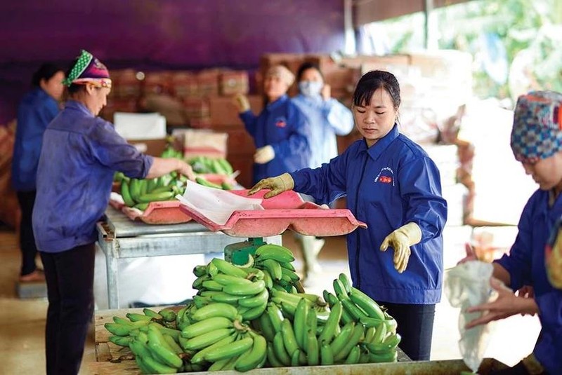 Las empresas necesitan mejorar los estándares de los productos agrícolas para lograr exportaciones sostenibles. (Foto: Baodautu:.vn)