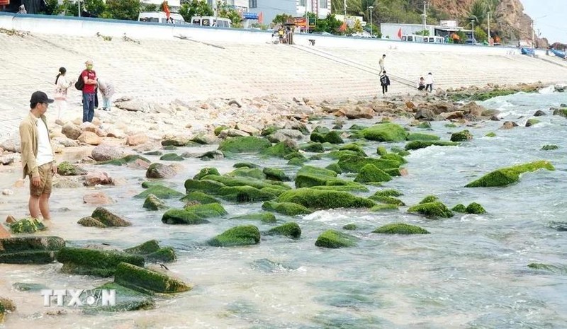 Turistas visitan la playa de rocas de musgo de Nhon Hai. (Foto: VNA)