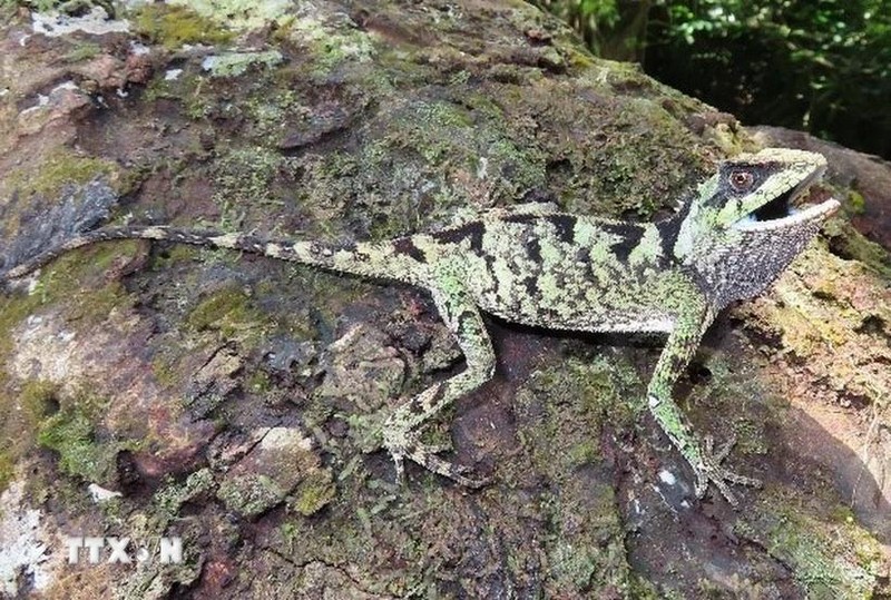 El lagarto Acanthosaura cuongi Ngo (Foto: VNA)