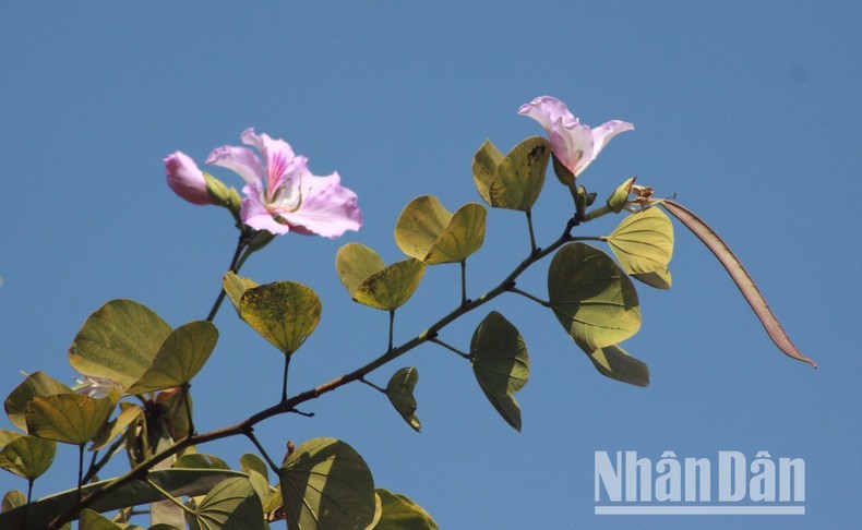 [Foto] Flores “Ban” embellecen montañas y bosques de provincia vietnamita de Son La