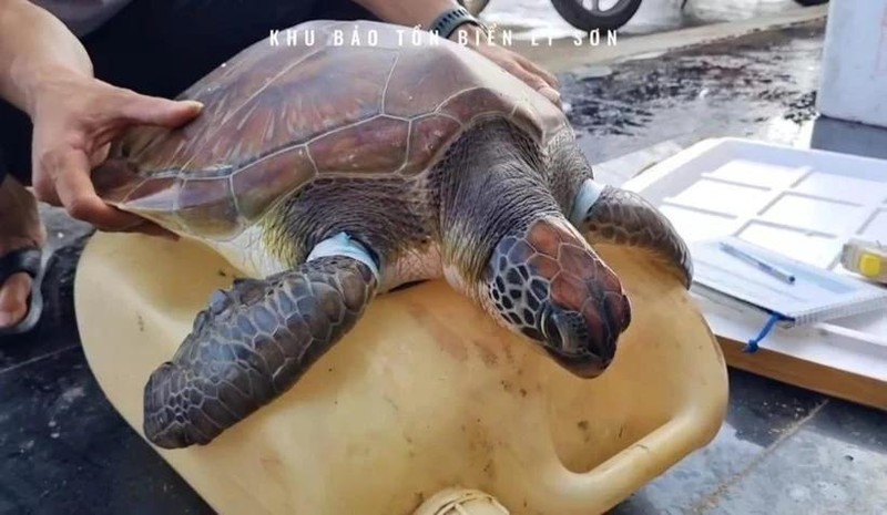 Una tortuga marina en peligro de extinción es rescatada en la provincia vietnamita de Quang Ngai. (Foto: VNA)