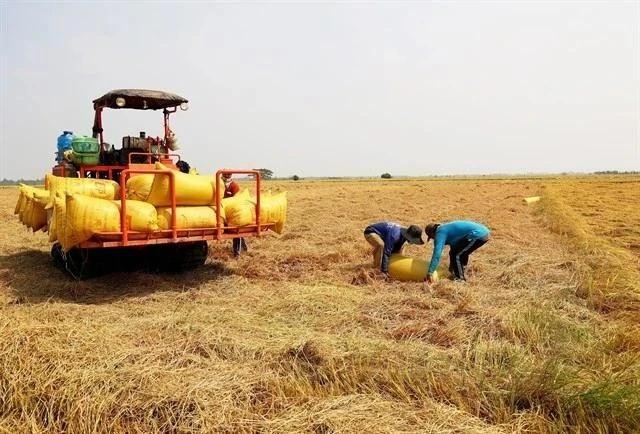 Los agricultores cosechan arroz en la provincia de An Giang, en el delta del Mekong. La provincia es una de las tres mayores zonas productoras de arroz de Vietnam. (Foto: VNA)