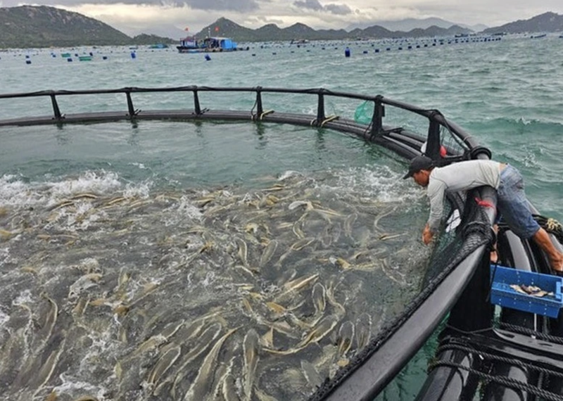 El proyecto piloto de acuicultura en alta mar de alta tecnología en la provincia de Khanh Hoa. (Foto: baochinhphu.vn)