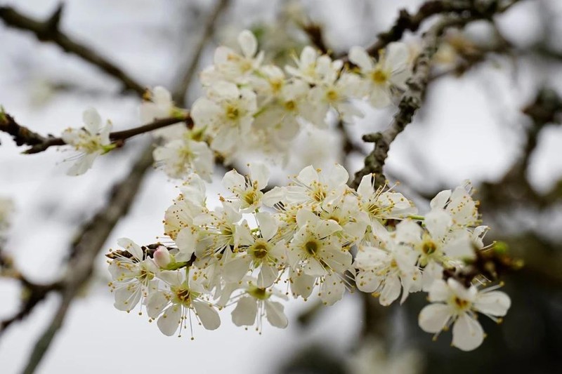 Las flores del ciruelo de Bac Ha tienen una característica belleza suave y pura.