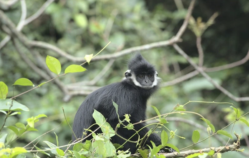 Langur de Ha Tinh. (Foto: baoquangbinh.vn)