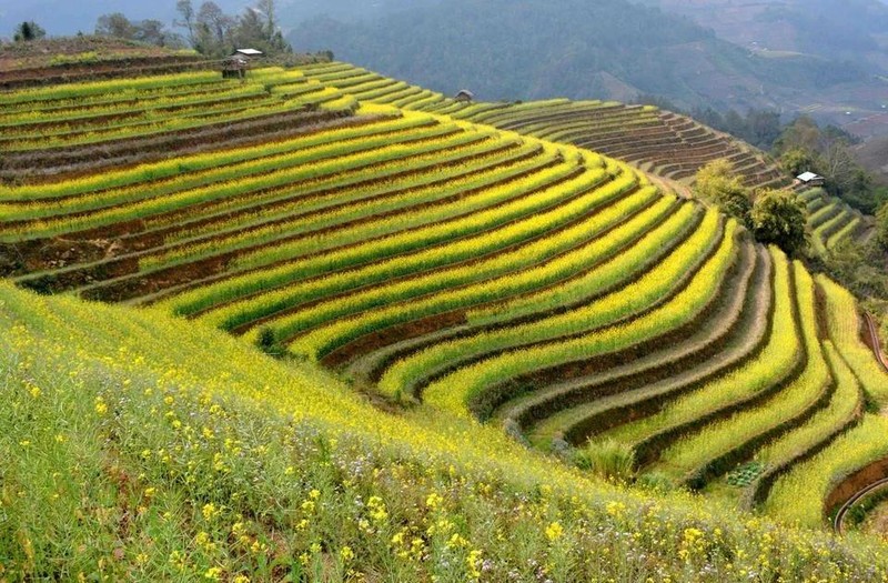 Hermoso paisaje de los campos en terrazas de Yen Bai. (Foto: VNA)