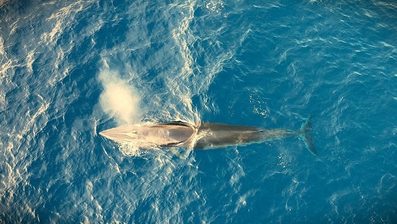 La ballena, de ocho metros de largo y de unas dos toneladas de peso. 