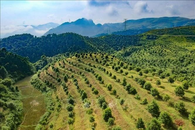 El cultivo de macadamia en el distrito de Tuan Giao. (Foto: VNA)