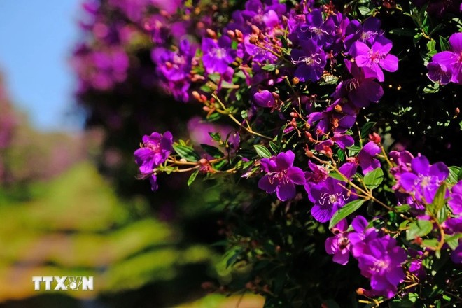 Las flores moradas "mua" abren sus pétalos durante todo un mes, etapa ideal para que los turistas las visiten los fines de semana. (Foto: VNA)