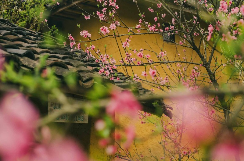 El color rosa de las flores de durazno adorna las casas con gruesas paredes de tierra de arcilla y crea una imagen vívida de la naturaleza.