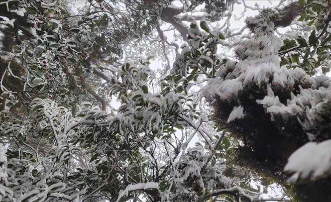 Aparece nieve en la cima de la montaña Ta Xua. (Foto: VNA)