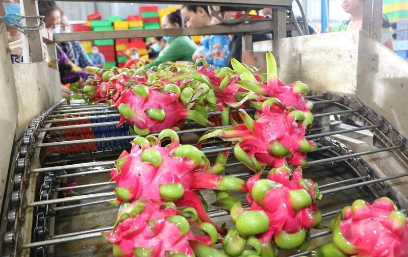 Procesamiento de pitahaya para exportación. (Foto: VNA)