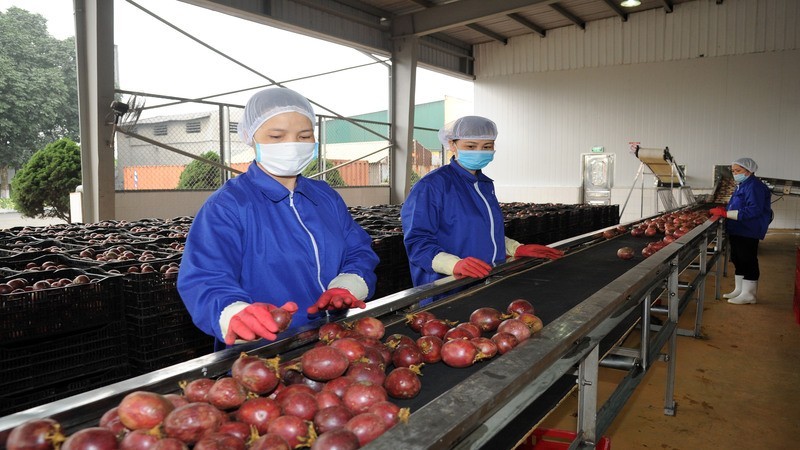 La maracuyá vietnamita se procesa intensivamente para su exportación a Estados Unidos y la Unión Europea. 