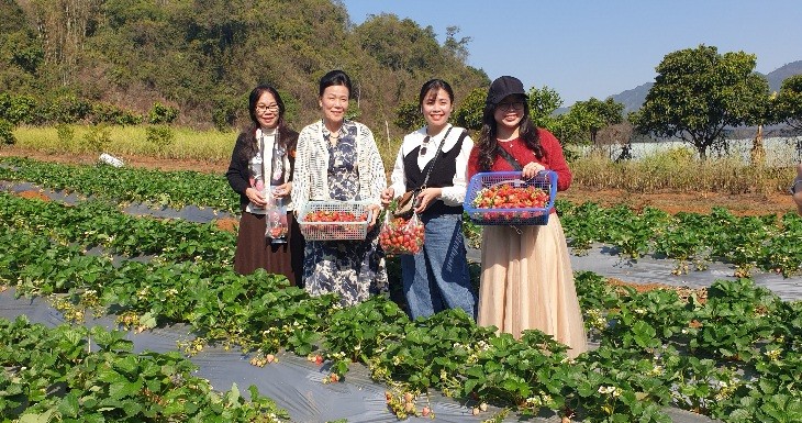 Turistas experimentan la recolección de fresas en una granja ubicada en Moc Chau. Foto: Minh Quang