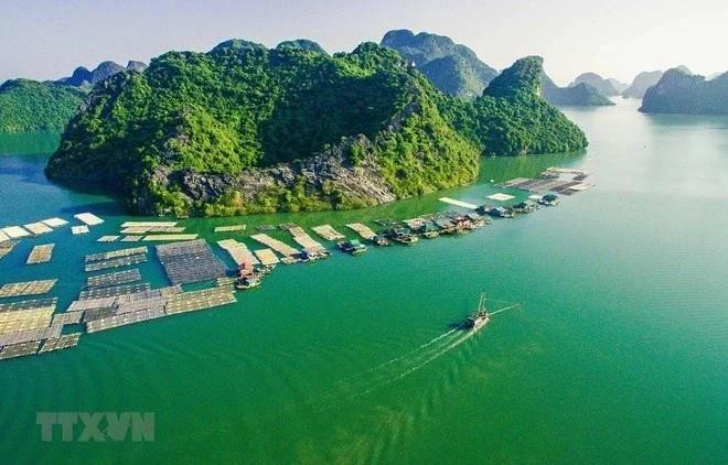 Una granja pesquera flotante en el distrito insular de Cat Ba, en la ciudad norteña de Hai Phong. (Foto: VNA)