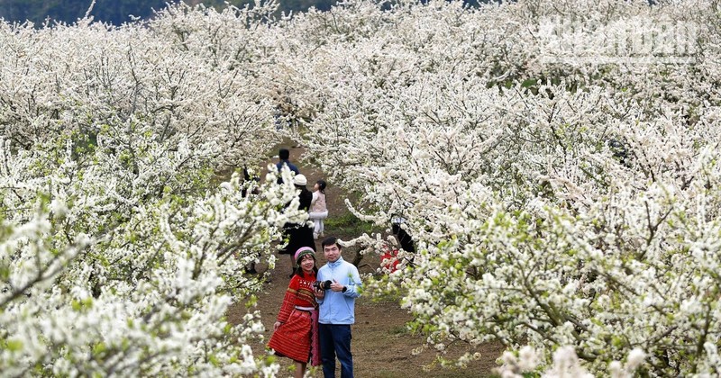 Flores del ciruelo tiñen de blanco la tierra de Moc Chau 