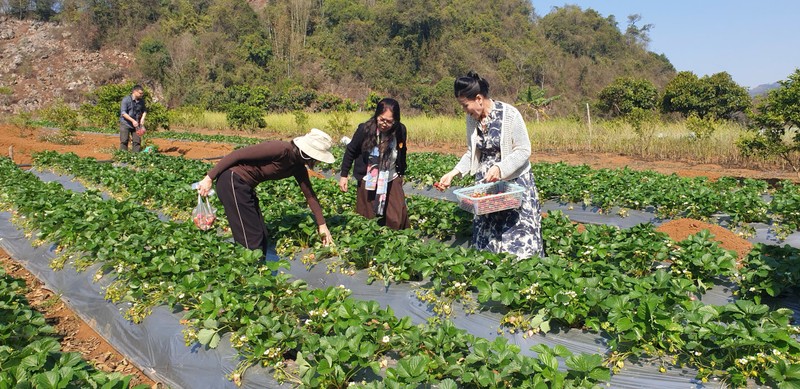 Los turistas recogen fresas orgánicas. (Foto: Quang Thieu)