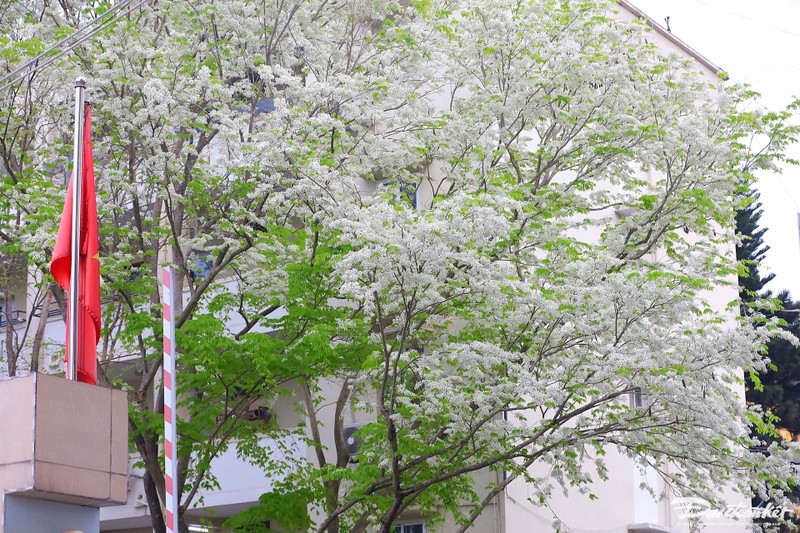 Flores de Sua tiñen de blanco las calles de Hanói