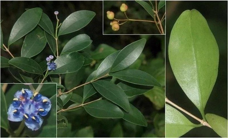 Sam cuong dai, una de las tres nuevas especies descubiertas recientemente en el Parque Nacional de Nui Chua (Fuente: Instituto de Biología Tropical)