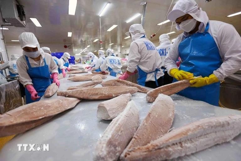 Procesamiento del atún para la exportación (Foto: VNA) 