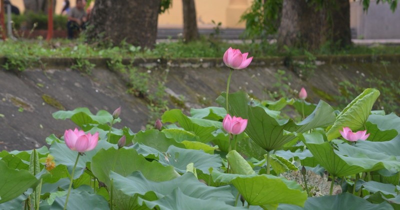 Flores de loto en la tierra natal del Presidente Ho Chi Minh