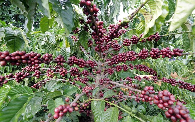 Frutos maduros en la cosecha de café.