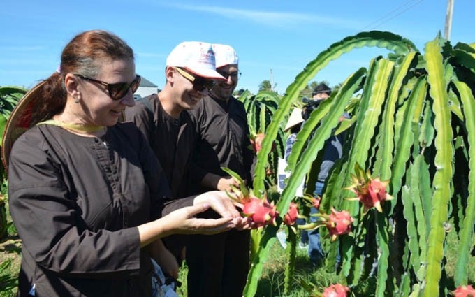 Turistas experimentan huertos de la fruta del dragón. (Fotografía: nhandan.com.vn)