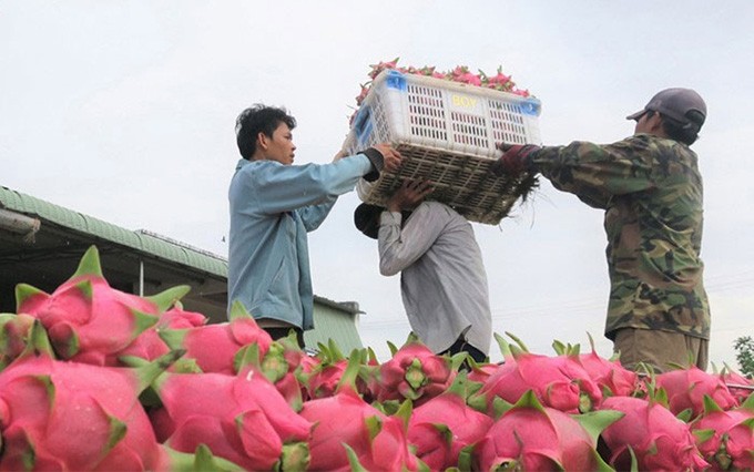  Promueven exportación de productos agrícolas de Vietnam a la India