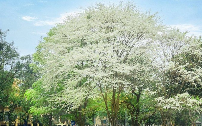 Hanói, belleza extravagante con las flores blancas de Sua