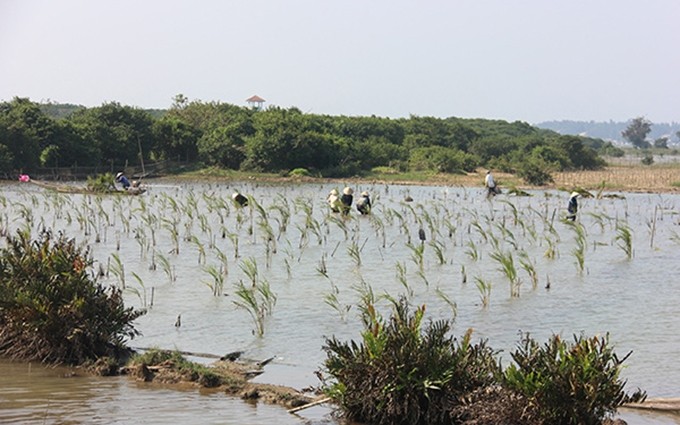 El bosque del humedal Ru Chá, en la laguna Tam Giang. (Fotografía: baodansinh.vn)