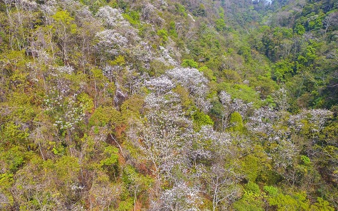 Las flores de árbol orquídea colorean la tierra del noroeste de Vietnam.