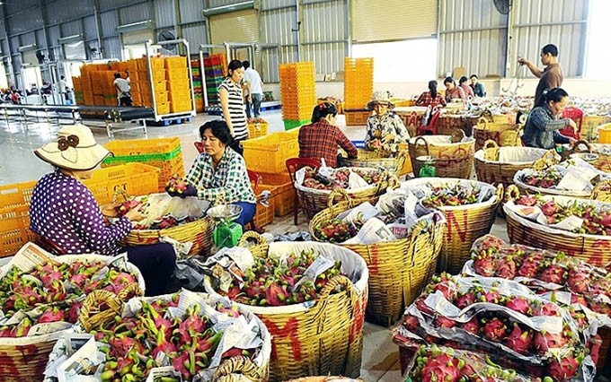  Aumenta volumen de exportación de verduras y frutas de Vietnam a Estados Unidos