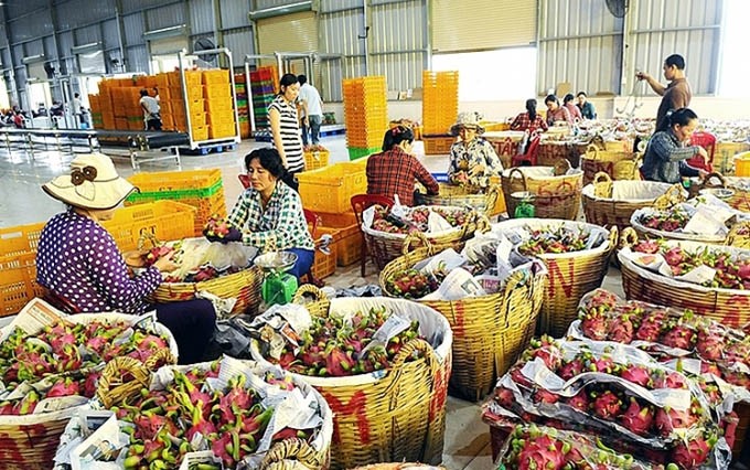 Aumenta volumen de exportación de verduras y frutas de Vietnam a