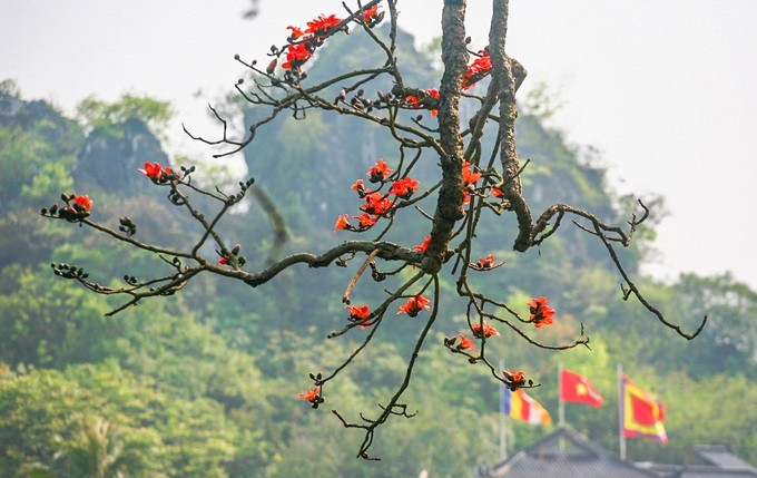 Durante la temporada de floración, las hojas caen y dejan apreciar el rojo intenso de los capullos, que se destacan aún más entre el verdor de las montañas. (Fotografía: vnexpress.net)