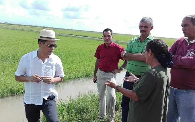 Continuará cooperación entre Viet Nam y Cuba para producción de arroz