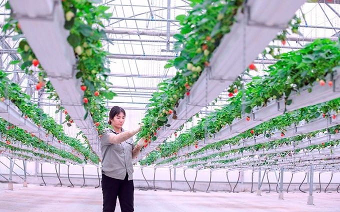 Modelo de cultivo de fresas en casa, en la granja VinEco Tam Dao, de la provincia norteña de Vinh Phuc. 