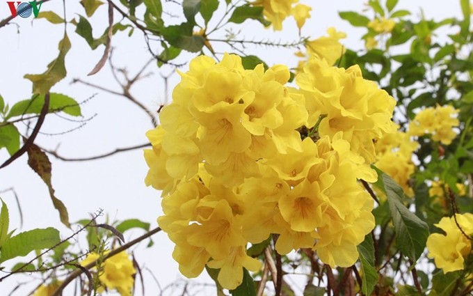 Flores de campana amarilla (Fotografía: vov.vn)