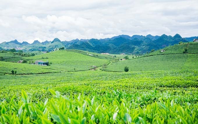 El verdor representa no solo la belleza de las colinas de té, sino también la quintaesencia de esta planta en la altiplanicie de Moc Chau. (Fotografía: VOV)