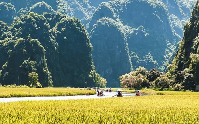 El campo de arroz en Tam Coc, en la provincia de Ninh Binh. 
