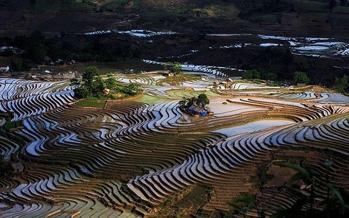 Las terrazas de arroz Sang Ma Sao. (Fotografía: baolaocai.vn)