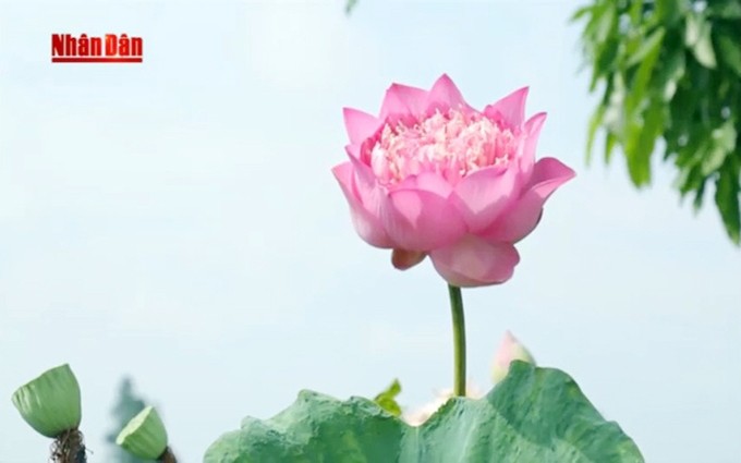 Flor de loto en la cultura de Vietnam