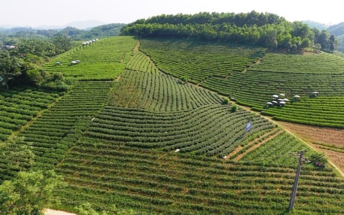 Las plantaciones de té en la cabecera de Song Cau, del distrito de Dong Hy , de la provincia de Thai Nguyen.