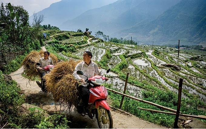La gente en el Parque Nacional de Hoang Lien (Vietnam) transporta alimentos de ganados en motocicleta. 